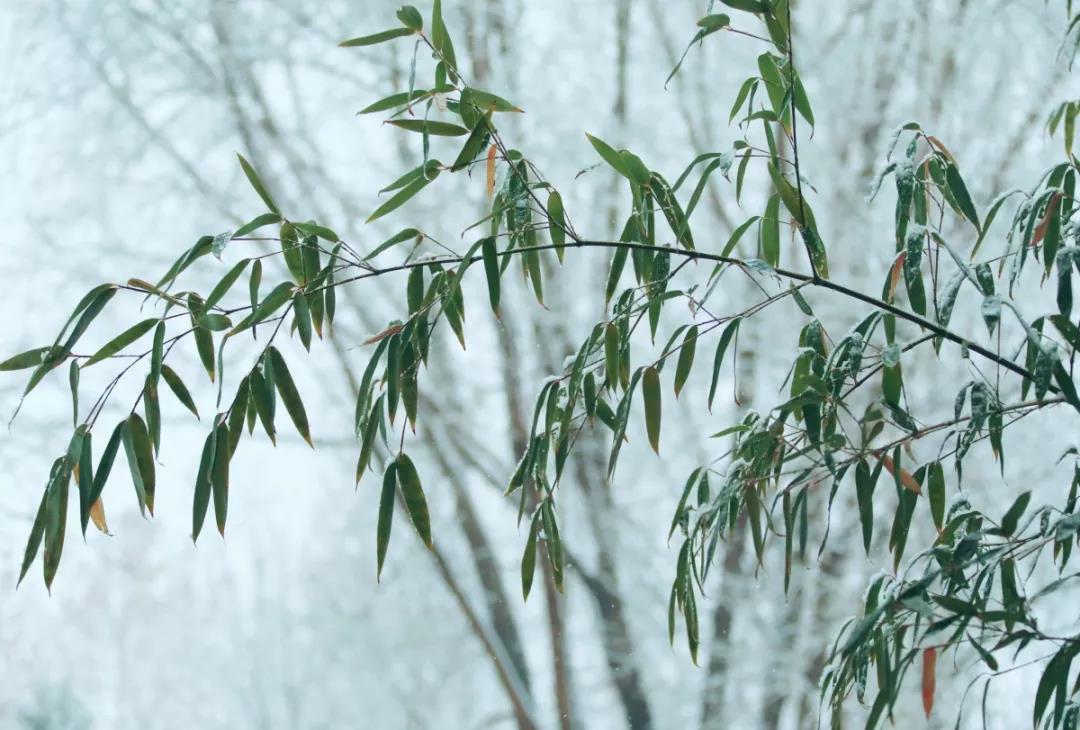 雪像调皮的孩子,压的竹子直不起腰来 不禁想起那首诗"六